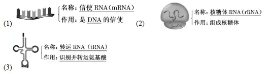 RNA示意图